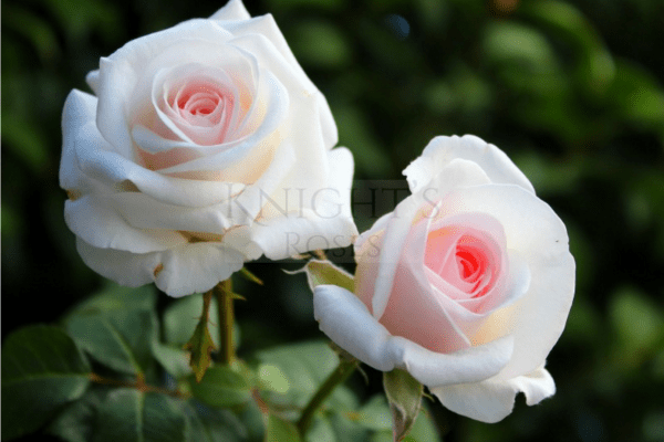 Variety-Butterfly-Kisses-Rose