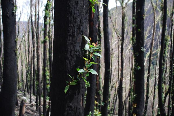 Victorian Bushfires